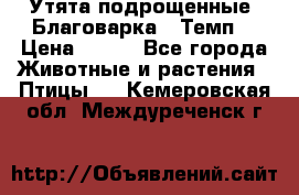 Утята подрощенные “Благоварка“,“Темп“ › Цена ­ 100 - Все города Животные и растения » Птицы   . Кемеровская обл.,Междуреченск г.